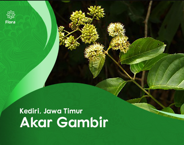 Akar Gambir